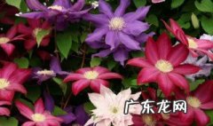 铁线莲什么时候开花 铁线花什么时候扦插