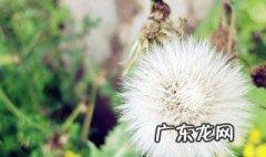 蒲公英根泡完水之后把根吃了可以吗 蒲公英根泡茶后可以吃吗