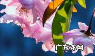 风雪兰什么时候开花 风雪兰什么时候开花啊