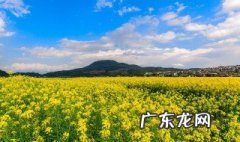 油菜花在南方什么时候开 油菜花在南方什么时候开