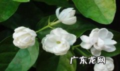 茉莉花的果子有什么用 茉莉花的果子有什么用处