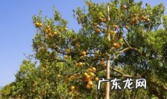 橘子树什么时候开放 橘子树什么时候结果什么季节