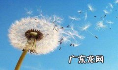 野生蒲公英的花是什么颜色的 野生蒲公英的花能吃吗