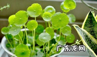 铜钱莲什么时候开