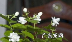 香水茉莉什么时候开 香水茉莉什么时候换盆好