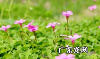 像生机勃勃一类的词有哪些 像生机勃勃这样的词语还有什么