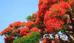 凤凰花种植 凤凰花的种子种植