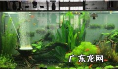 鱼缸中水起沫是怎么回事 鱼缸里的水起沫怎么办