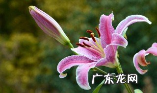 开业的时候送什么花最好 开业送什么花招财