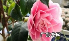怎么让茶花叶子变油亮可以喷啤酒吗 茶花的叶子可以用啤酒擦吗