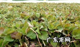 鱼腥草嫩尖的功效与作用 鱼腥草嫩尖怎么吃