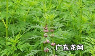 益母草的作用与功效禁忌 益母草的作用与功效禁忌是什么