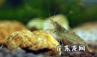 小虾怎么养才不会死 家养小虾怎么养