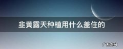 韭黄遮阳罩种韭黄技术 韭黄露天种植用什么盖住的