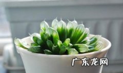 玉露是什么 玉露是什么茶