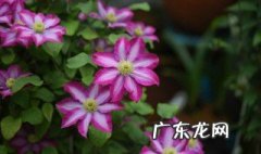 铁线莲是什么 铁线莲叶子是什么样子