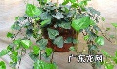 常春藤是什么科 常春藤是什么