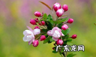 西府海棠是什么科什么属 西府海棠是什么