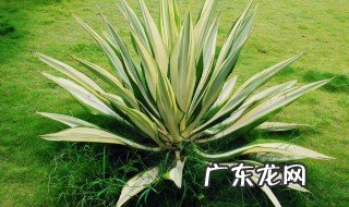 龙舌兰是什么 龙舌兰是什么酒