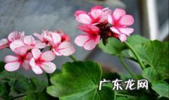 香叶天竺葵的功效有毒吗 香叶天竺葵的药用价值