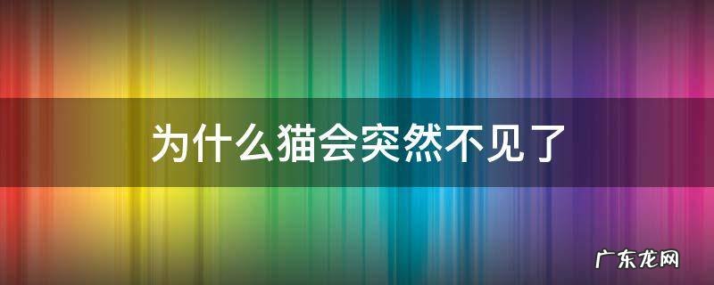 猫突然不见了预示什么 为什么猫会突然不见了