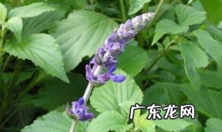 怎样才能让猫对猫薄荷感兴趣 怎样才能让猫对猫薄荷感兴趣呢