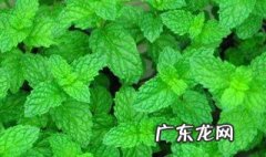 药用薄荷的功效与作用是什么 药用薄荷的功效与作用