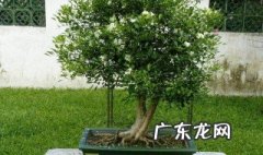 北方适合盆栽九里香吗 北方适合盆栽九里香吗