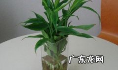 小富贵竹摆放位置 富贵竹摆放位置风水哪里最好