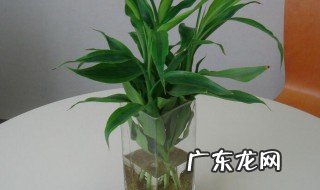 水养富贵竹摆放什么位置好 水养富贵竹的摆放位置
