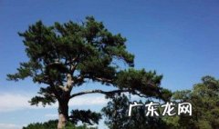 松树有多少品种 松树是什么样子的