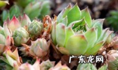多肉什么季节施肥好 多肉植物什么季节施肥