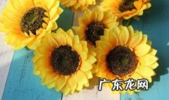太阳花能放在屋里吗 太阳花能放在室内吗