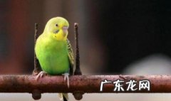 鹦鹉一年可以繁殖几窝吗 鹦鹉一年可以繁殖几窝