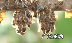 南方的蜜蜂几月分蜂好 南方的蜜蜂几月分蜂