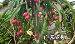 火龙果的作用与功效是什么 火龙果的作用与功效是什么样的