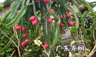 火龙果的作用与功效是什么 火龙果的作用与功效是什么样的