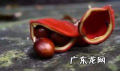 凤眼果的功效与作用 凤眼果的功效与食用方法
