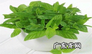 薄荷叶能和桔皮一起炒鸭吗 薄荷叶能和桔皮一起炒鸭吗怎么做