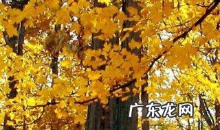 描写秋天的好句 描写秋天的好句子摘抄10个字