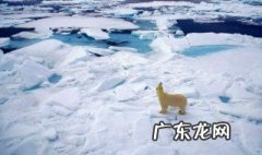 北极有哪些地方最特别 北极有什么之最