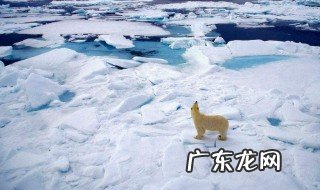 北极有哪些地方最特别 北极有什么之最