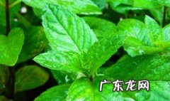 薄荷叶怎么制作成薄荷油 薄荷叶怎么做成薄荷膏
