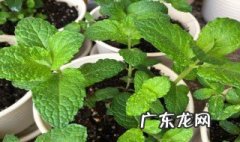 薄荷和留兰香都可以吃吗有毒吗 薄荷和留兰香都可以吃吗