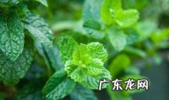 薄荷草什么时候播种 薄荷草的播种时间