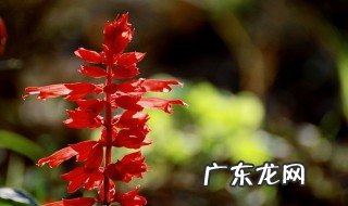 春季可以扦插的植物 能在春季扦插的花有哪些