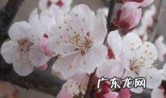杏树开花后能浇水吗 杏树开花了还能浇水吗