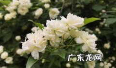木香花知识大全图片 木香花知识大全