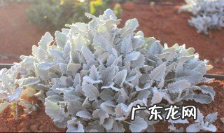 银叶菊怎么养水 银叶菊怎么养