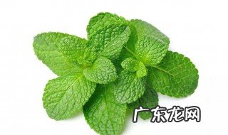 薄荷适合炒什么菜好吃 薄荷适合炒什么菜